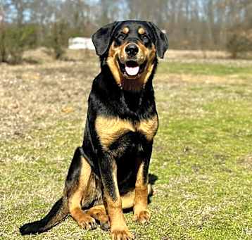 Photo of Sable