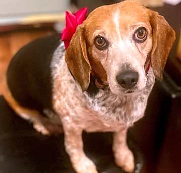 Photo of Penny