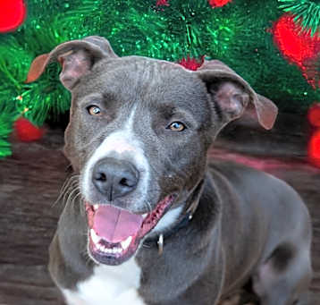 Photo of Buddy