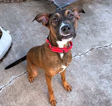 Photo of Sergeant Bosco
