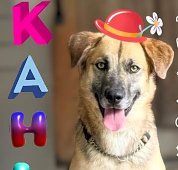 Photo of Kahlua