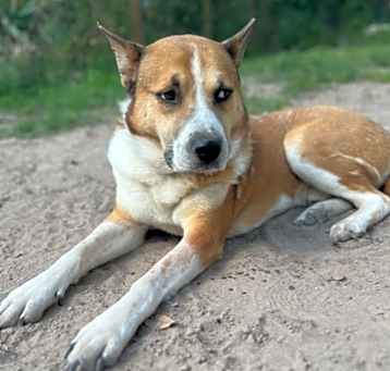 Photo of Thunder