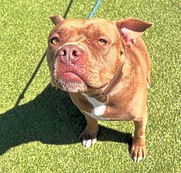 Photo of Canelo