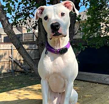 Photo of Luna