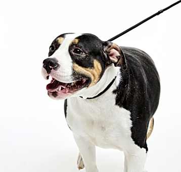 Photo of Darla