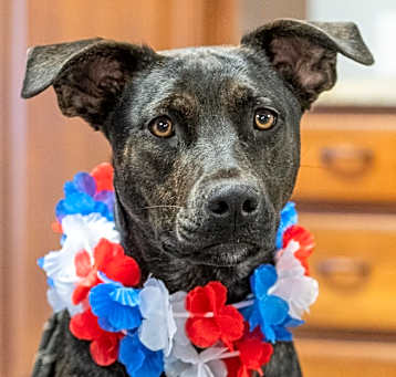 Photo of Bertie