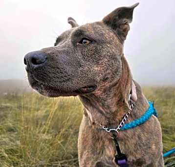 Photo of Layla / Drama/Layla