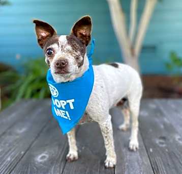 Photo of Harley