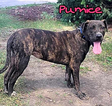 Photo of Pumice