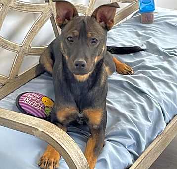 Photo of Ryker
