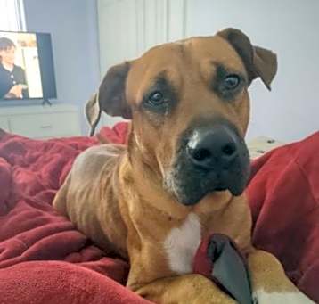 Photo of Maverick
