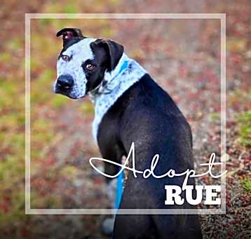 Photo of Rue