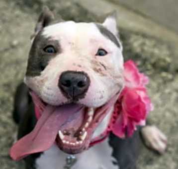 Photo of Bonnie
