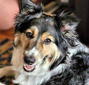 Photo of Allie