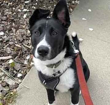 Photo of Shadow