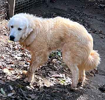 Photo of Chester