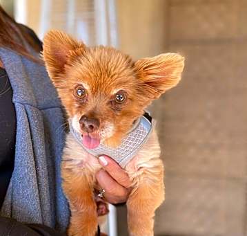 Photo of Milo