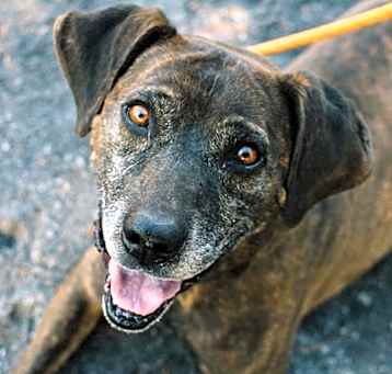Photo of Deacon