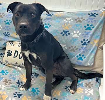 Photo of Chops