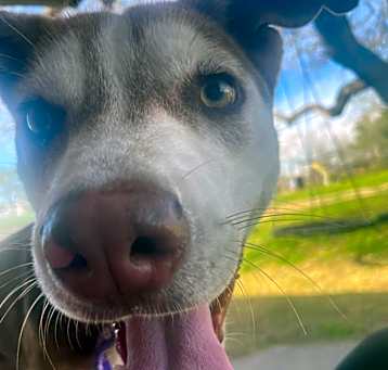 Photo of Dug/Buddy