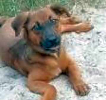 Photo of Cece