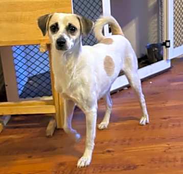 Photo of Chico