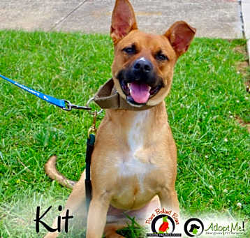 Photo of KIT- Paws Behind Bars Trained