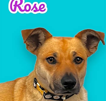 Photo of Rose