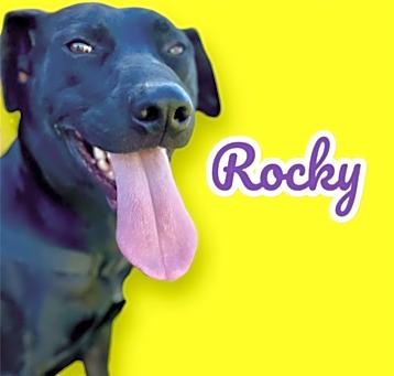 Photo of Rocky