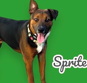 Photo of Sprite