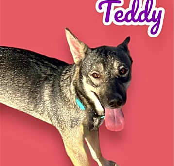 Photo of Teddy