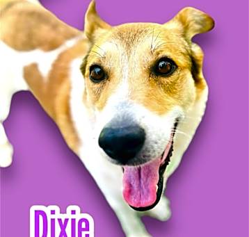 Photo of Dixie
