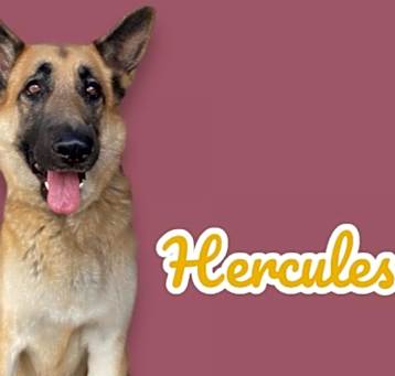 Photo of Hercules