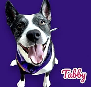 Photo of Tabby
