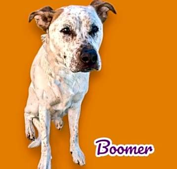 Photo of Boomer