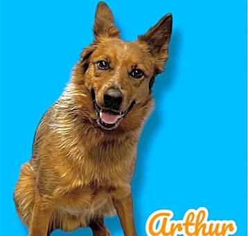 Photo of Arthur