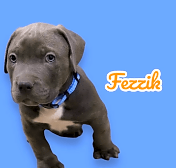 Photo of Fezzik - born 8/7/24