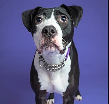 Photo of Phoebe