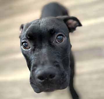 Photo of Gusto
