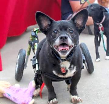 Photo of Tux