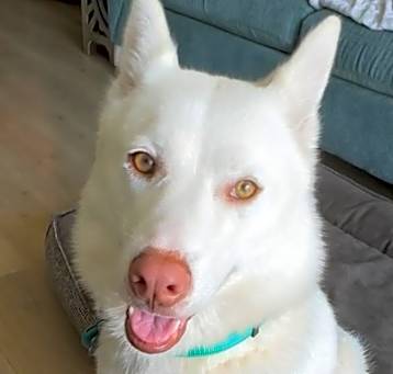 Photo of Loba