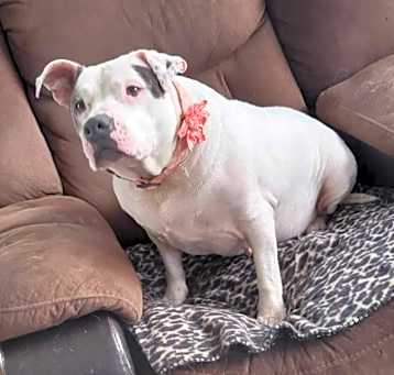 Photo of Tinkerbell