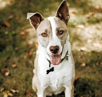 Photo of Sokay
