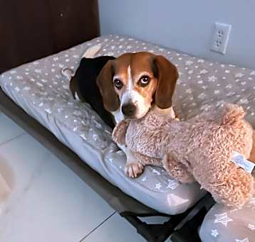 Photo of Bruno