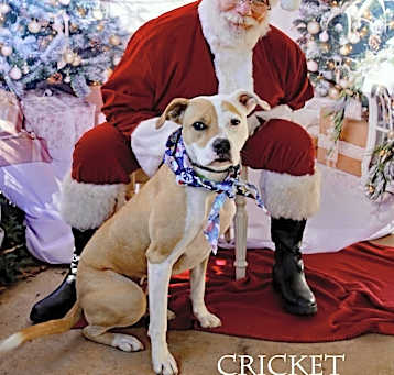 Photo of Cricket