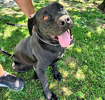Photo of Boulder (Bobo)