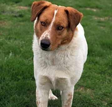 Photo of Gentle Ben