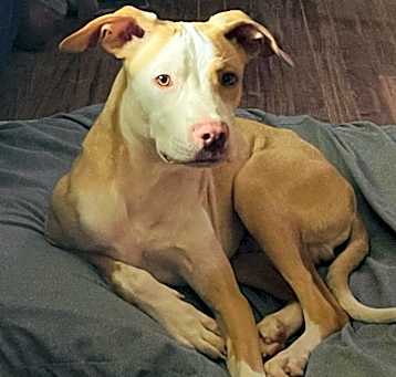 Photo of Basil