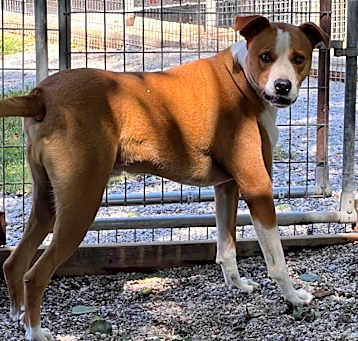 Photo of Bark Wahlberg (Crusher)