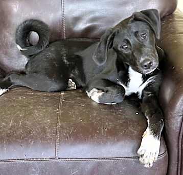 Photo of Willow